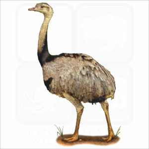 Greater Rhea illustration