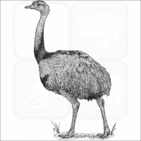 Greater Rhea