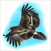 Greater Spotted Eagle illustration