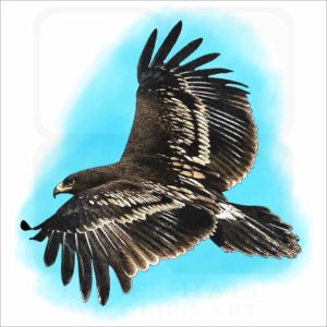 Greater Spotted Eagle illustration