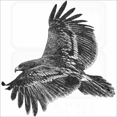 Greater Spotted Eagle