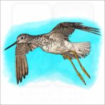 Greater Yellowlegs illustration