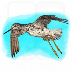 Greater Yellowlegs illustration