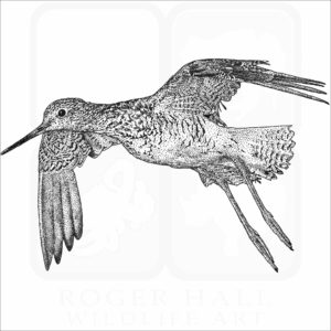 Greater Yellowlegs