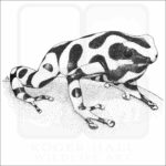 Green & Black Poison Dart Frog