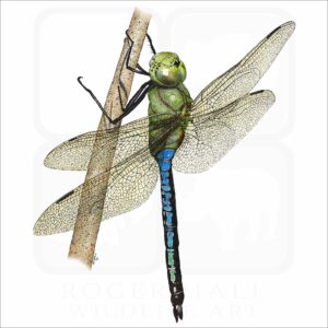Green Darner Dragonfly illustration
