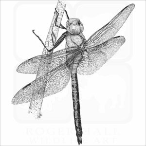 Green Darner Dragonfly