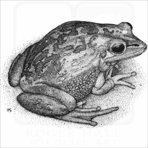 Green & Golden Bell Frog