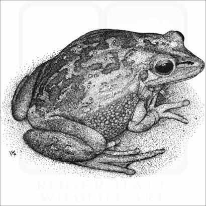 Green & Golden Bell Frog