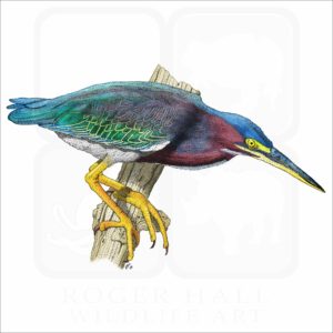 Green Heron illustration