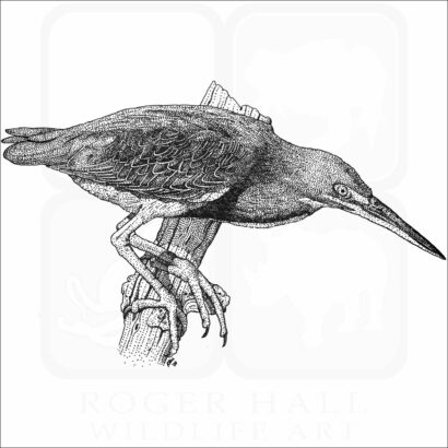 Green Heron