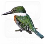 Green Kingfisher illustration of a Green Kingfisher