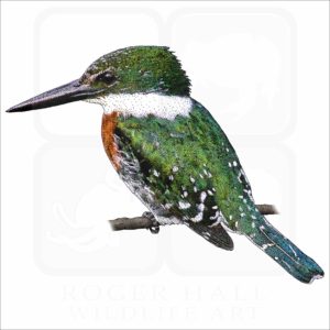 Green Kingfisher illustration of a Green Kingfisher