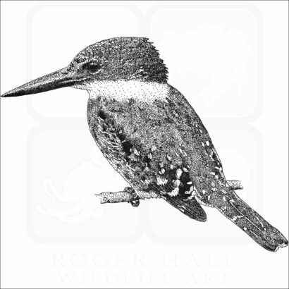 Green Kingfisher