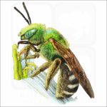 Bicolored Striped-Sweat Bee illustration