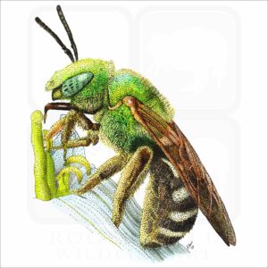 Bicolored Striped-Sweat Bee illustration