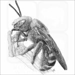 Bicolored Striped-Sweat Bee