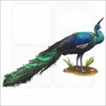Green Peacock illustration