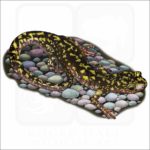 Green Salamander illustration