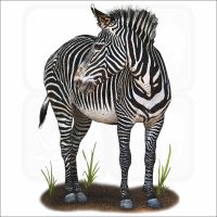 Grévy's Zebra illustration