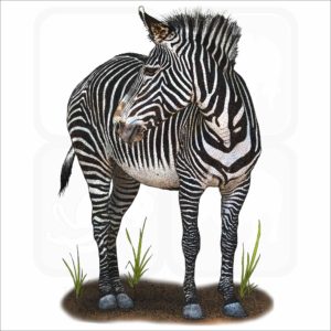 Grévy's Zebra illustration