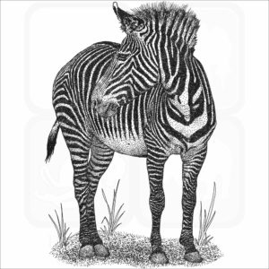 Grévy's Zebra
