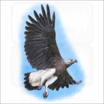 Grey-Headed Fish Eagle illustration