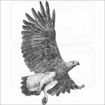 Grey-Headed Fish Eagle