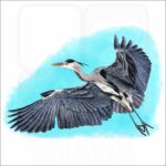 Grey Heron illustration