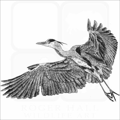 Grey Heron