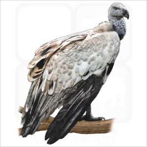 Griffon Vulture illustration