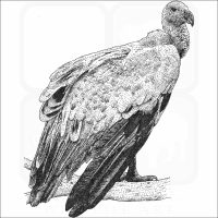 Griffon Vulture