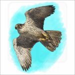 Gyrfalcon illustration