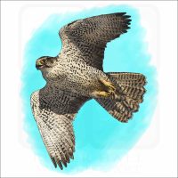 Gyrfalcon illustration