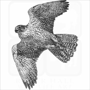 Gyrfalcon