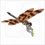 Halloween Pennant Dragonfly illustration