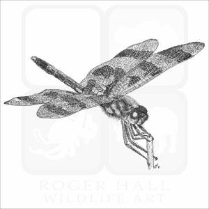 Halloween Pennant Dragonfly