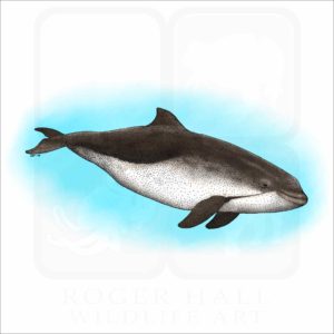 Harbor Porpoise illustration
