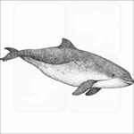 Harbor Porpoise