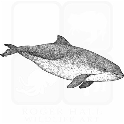 Harbor Porpoise