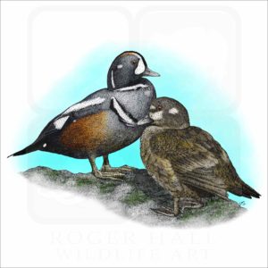 Harlequin Ducks illustration