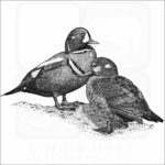 Harlequin Ducks