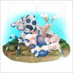 Harlequin Shrimp illustration