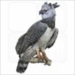 Harpy Eagle illustration