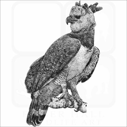 Harpy Eagle