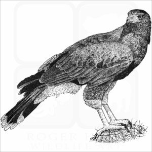 Harris's Hawk