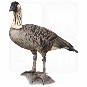 Hawaiian Goose illustration