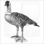 Hawaiian Goose illustration