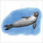 Hawaiian Monk Seal illustration