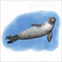 Hawaiian Monk Seal illustration